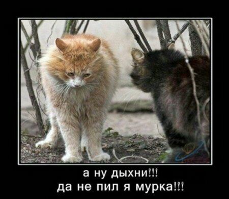 да а ну ды ни не пил я мурка