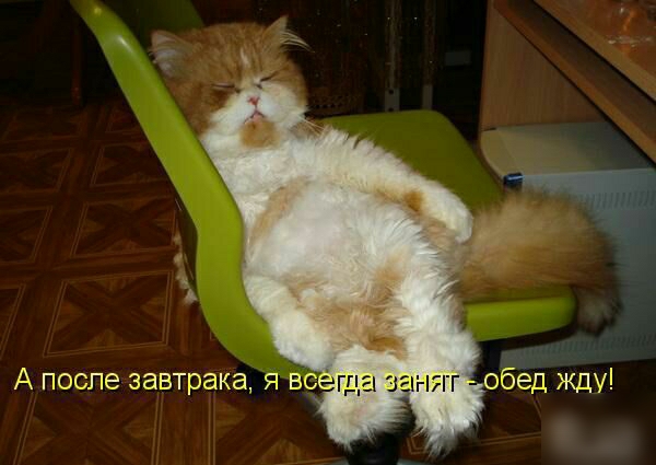 А после завтрака я всёгда _ гг обед жду
