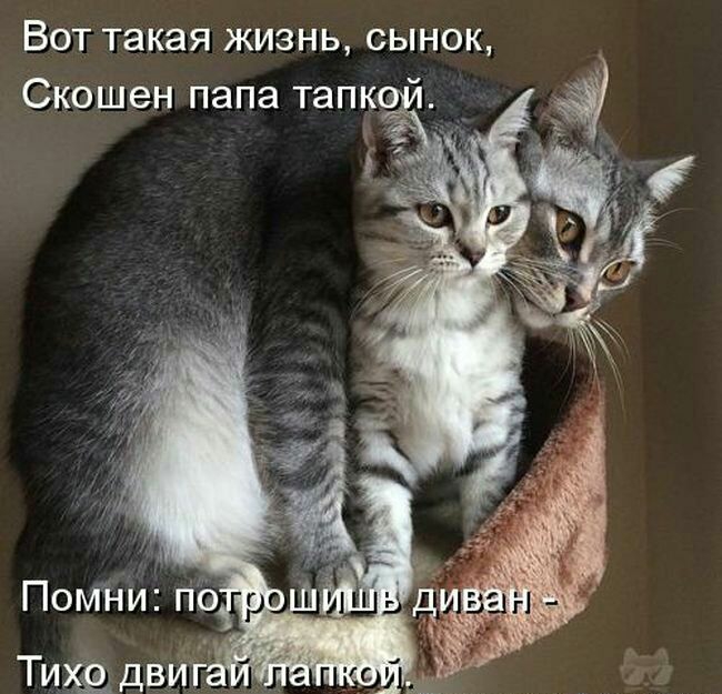 Вот такая жизнь сынок Скошен папа тапк __