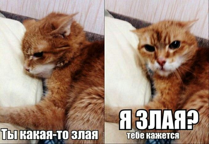 ЁЁ пиная то злая не иаиттси ПШ