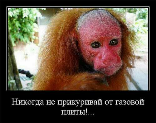 Никогда не прикуривай от газовой плиты