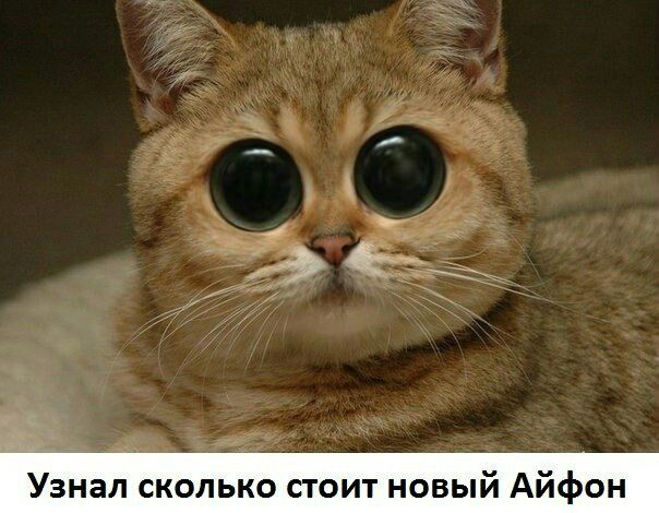 Узнал сколько стоит новый Айфон