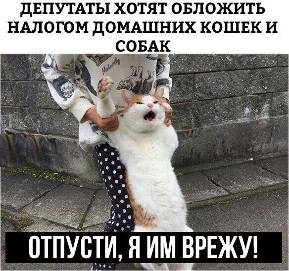 ДЕПУТАТЫ ХОТЯТ ОБЛОЖИТЬ НАЛОГОМ дОМАШНИХ КОШЕК И СОБАК птпщи я_РЕжУ