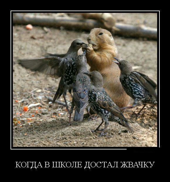 КОГДА В Т_ШКОЛЕ ДОСТАЛ ЖЗАЧКУ