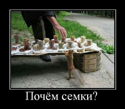 Почём семки