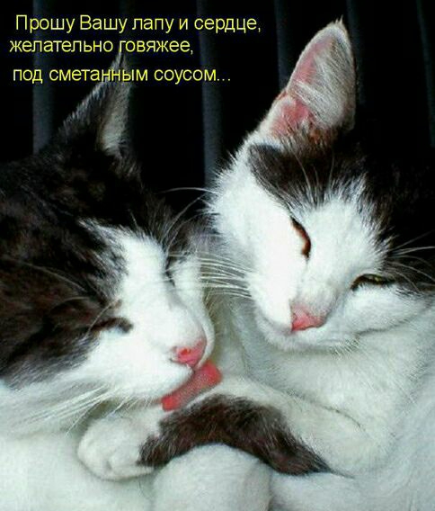Прошу Вашу папу и сердца Желательно овяжее дым соусом