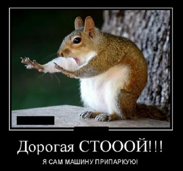 Дорогая СТОООЙ Я САМ МАШИНУ ПРИПАРКУЮ