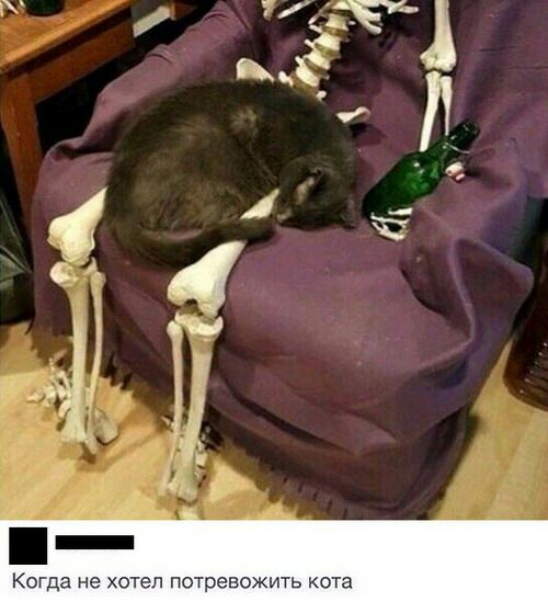 _ Когда не хотел потревожить кота