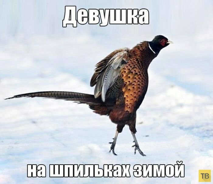 ЕЮ ШЗШШЁ