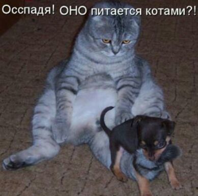Осспадя ОНО п _аетя котами