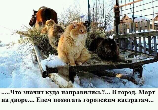 Что значит куда направплпс В город Март на дворе Едем помогать городским каст ратам