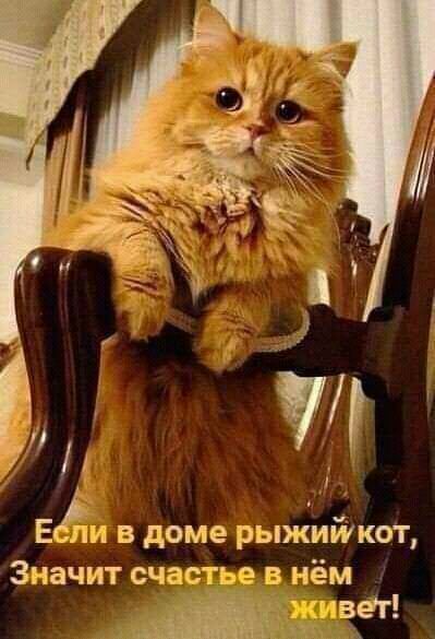 ед щ Еьёи в доме рыжийкот Значит счастье в нём ЩЩПВЁГ