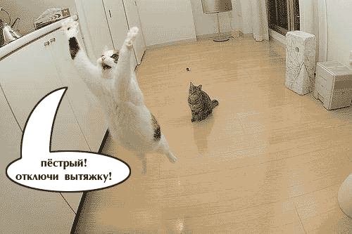 пёстрый откпочи вытяжку