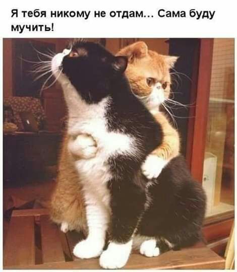 Я тебя никому не отдам Сама буду мучить