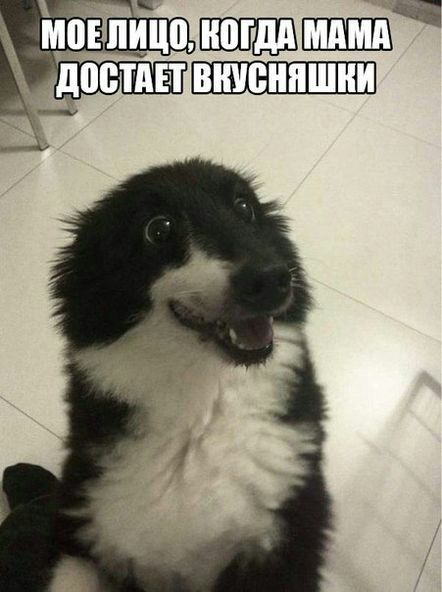 моЪЕицо доптш ШШБШШ