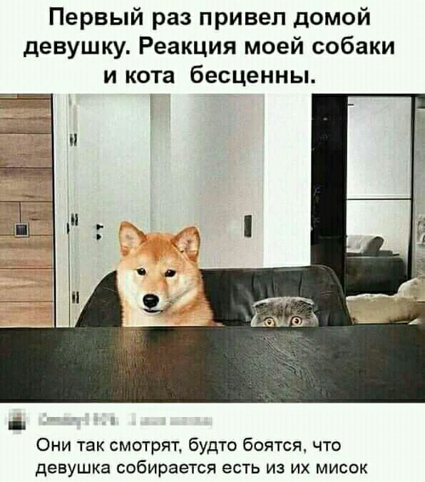 Первый раз привел домой девушку Реакция моей собаки и кота бесценны і Они так смотрят будто боятся что девушка собирается есть из их мисок