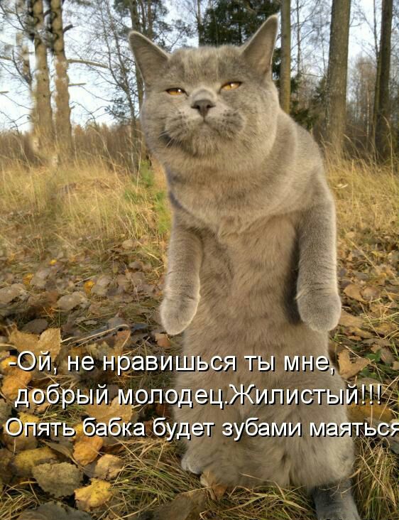Ой не нравишься ты мнёт добрый молодец Жилистый Опять бабка будет зубами маётьс