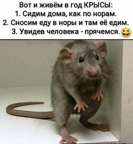 Вот и живём в год КРЫСЫ 1 Сидим дома как по норам 2 Сносим еду в норы и там её едим 3 Увидев человека прячемся