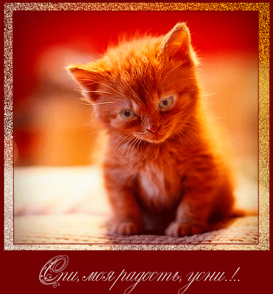 Ж жимтд