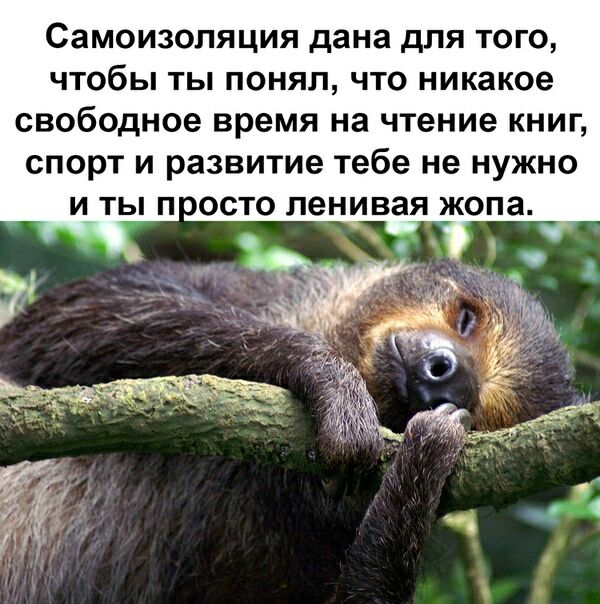 Самоизоляция дана для того чтобы ты понял что никакое свободное время на чтение книг спорт и развитие тебе не нужно и ты п оосто ленивая жопа