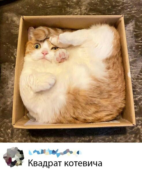 _ д Квадрат котевича