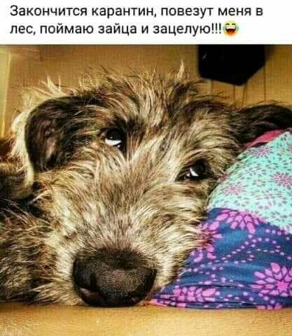 Закончится карантин повезут меня в лес поймаю зайца и зацепую
