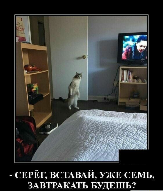 СЕРЁГ ВСТАВАЙ УЖЕ СЕМЬ ЗАВТРАКАТЬ БУДЕШЬ