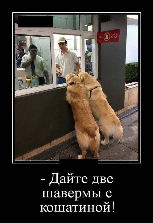 Дайте Две шавермы с кошатиной