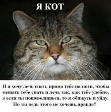 Я КОТ пн прцч тт чп и пм