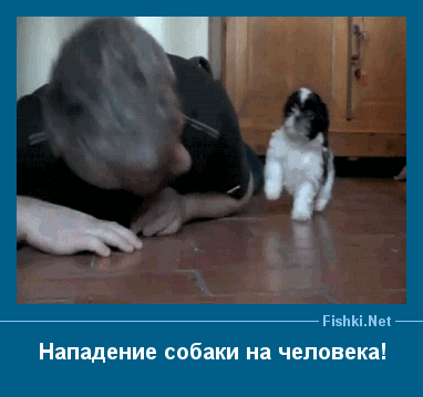 9_ шитый Нападение собаки на человека