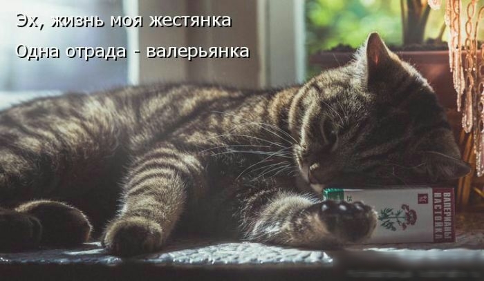 1 м жизнь моя Одна отрады