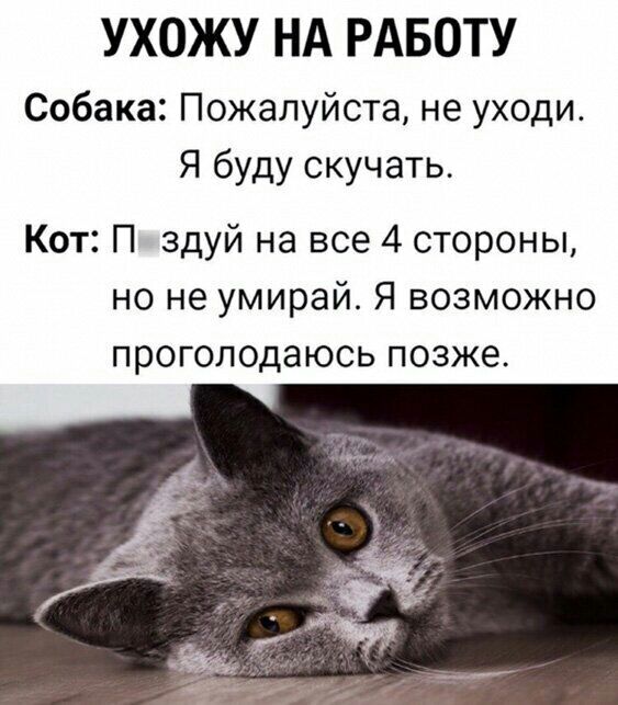 УХОЖУ НА РАБОТУ Собака Пожалуйста не уходи Я буду скучать Кот П здуй на все 4 стороны но не умирай Я возможно проголодаюсь позже