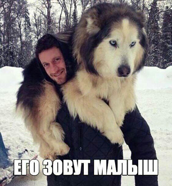 59550 зови мшдпш