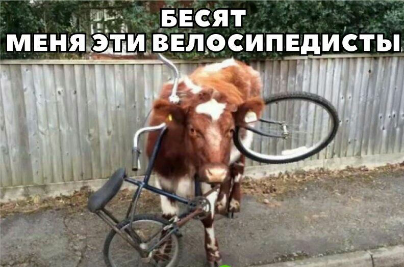 і весят эти велосипедисты