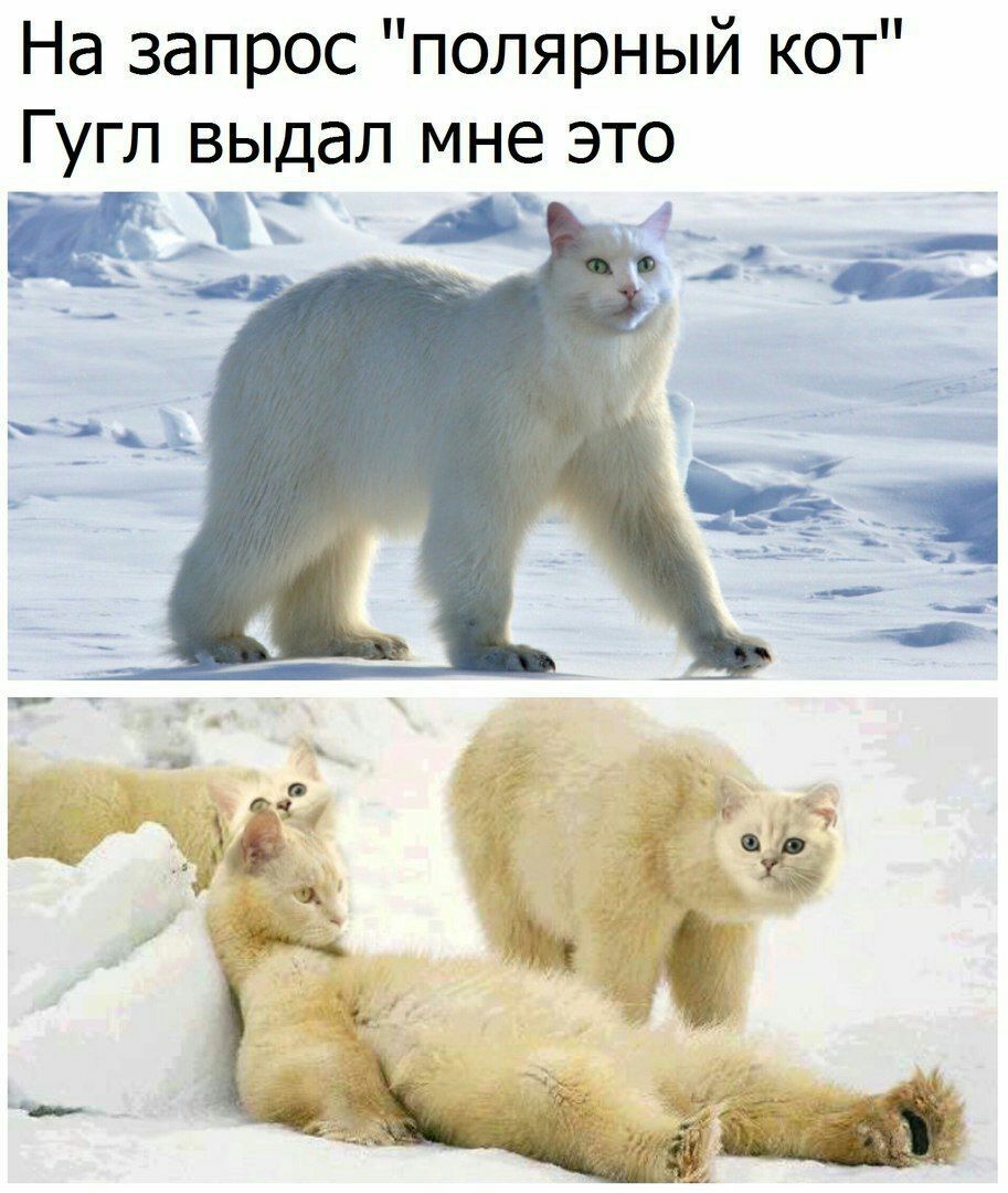 На запрос полярный кот Гугл выдал мне это к