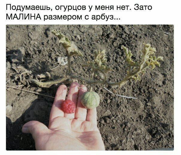 Подумаешь огурцов у меня нет Зато МАЛИНА размером с арбуз