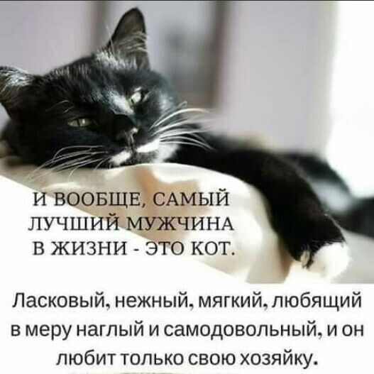 и ВООБЩЕЁСАМЫЙ лучший МУЖЧИНА в жизни это кот Ласковый нежный мягкийобящий в меру наглый и самодовольный и он любит только свою хозяйку