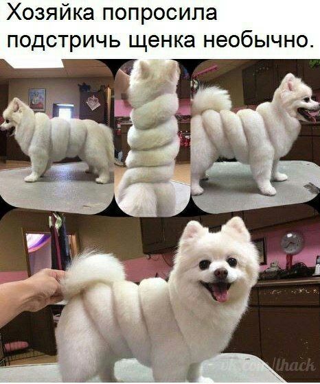 Хозяйка попросила подстричь щенка необычно