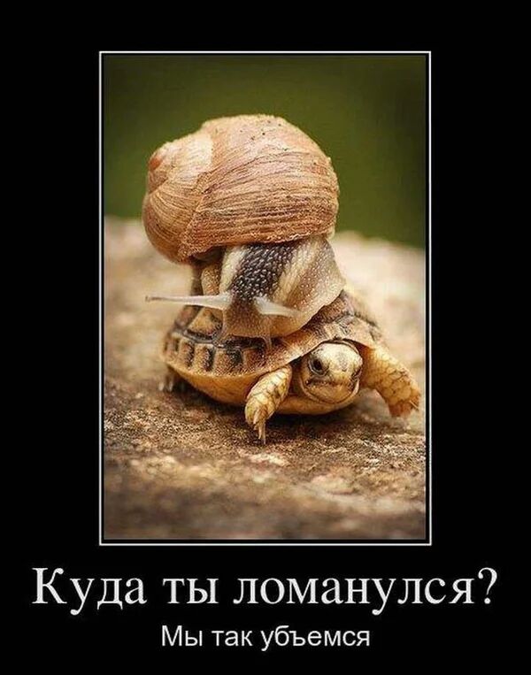 Куда ты ломанулся Мы так убъемся