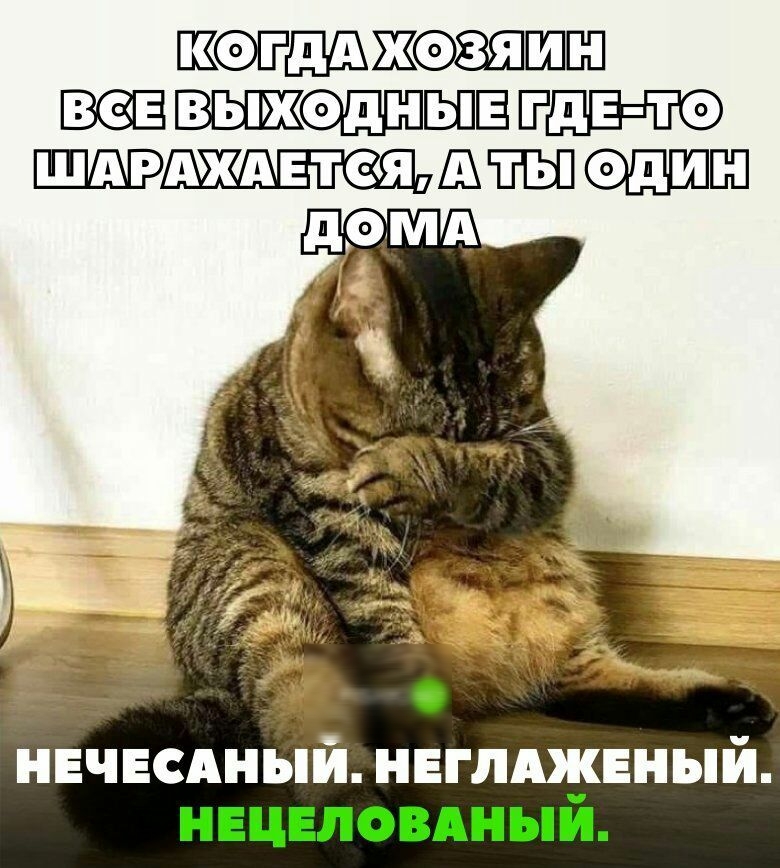 ШФ ЖШЁП ВЫШОШЕЗПЁ Е О Ш ШШ ШШ НЕЧЕСАНЫЙ НЕГЛАЖЕНЫЙ