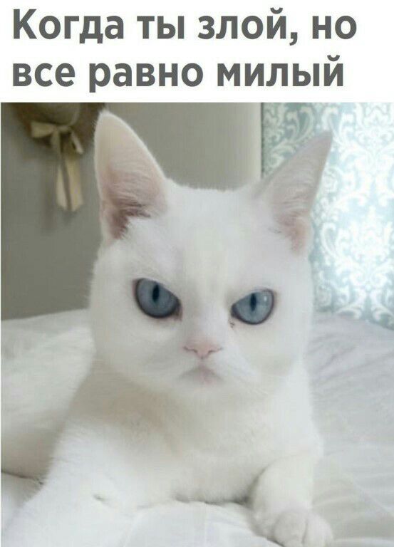 Когда ты злой но все равно милый _9