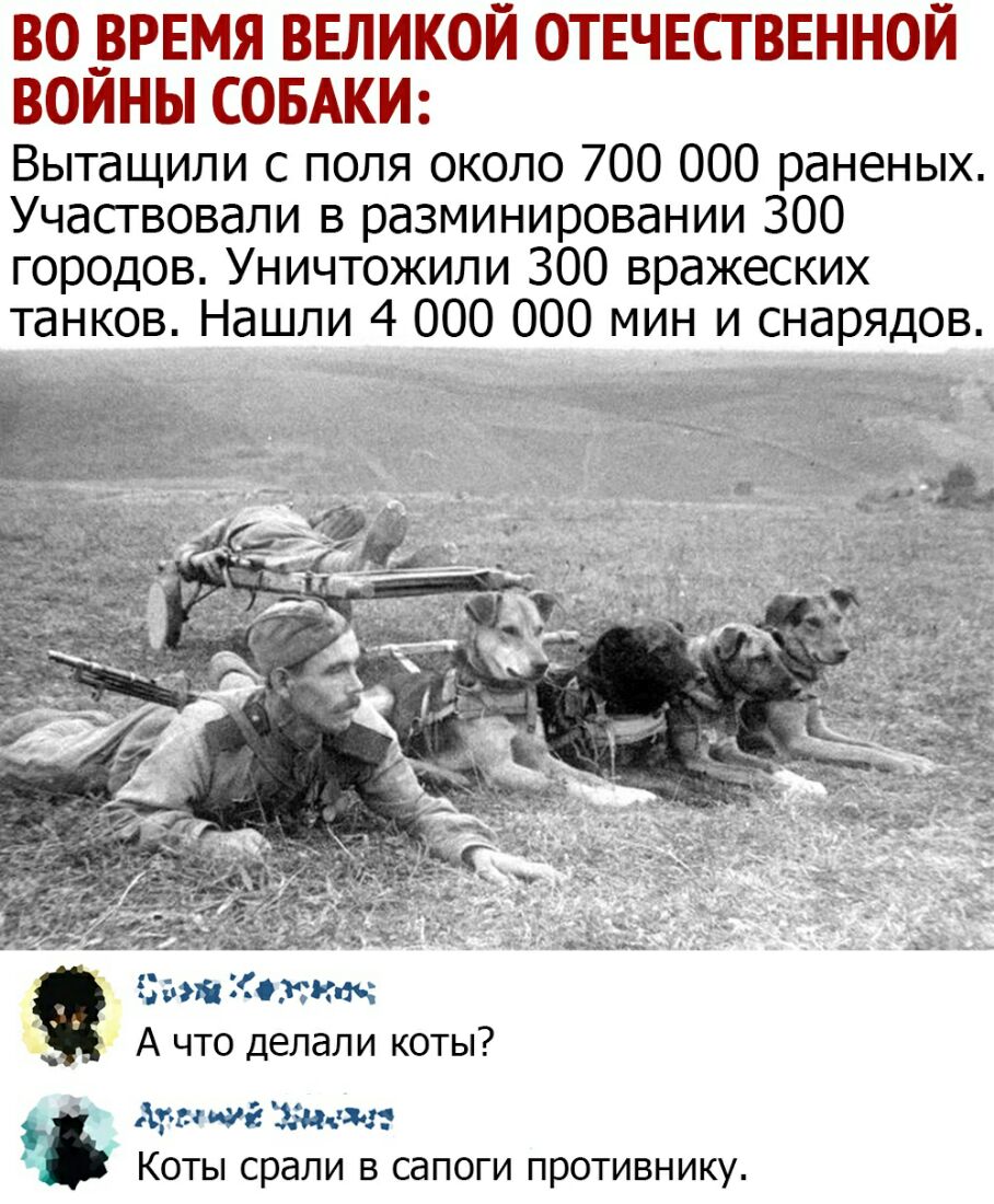 ВО __ВРЕМЯ ВЕЛИКОЙ ОТЕЧЕСТВЕННОЙ ВОИНЫ СОБАКИ Вытащипи с поля около 700 000 раненых Участвовали в разминировании 300 городов Уничтожили 300 вражеских танков Нашли 4 000 000 мин и снарядов Зьшійгкт 1_ А что делали коты ЪгГ д ИУ 346333 КОТЫ стали В СдПОГИ прОТИВНИКУ
