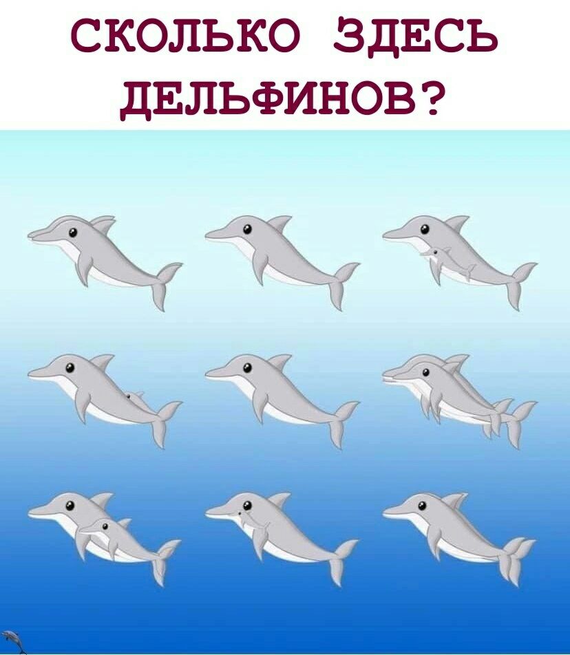 СКОЛЬКО ЗДЕСЬ ДЕЛЬФИНОВ