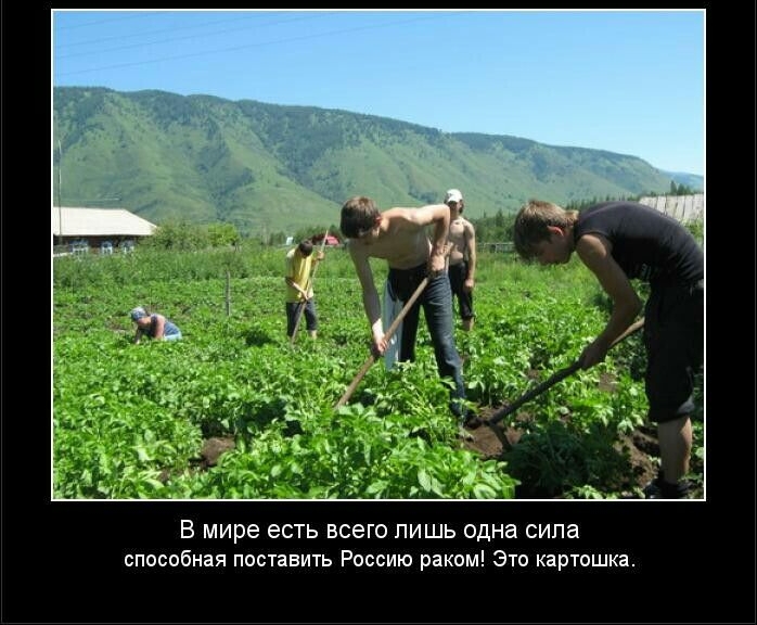 В мире есть всего ПИШЬ одна сипа способная поставить Россию раком Это картошка