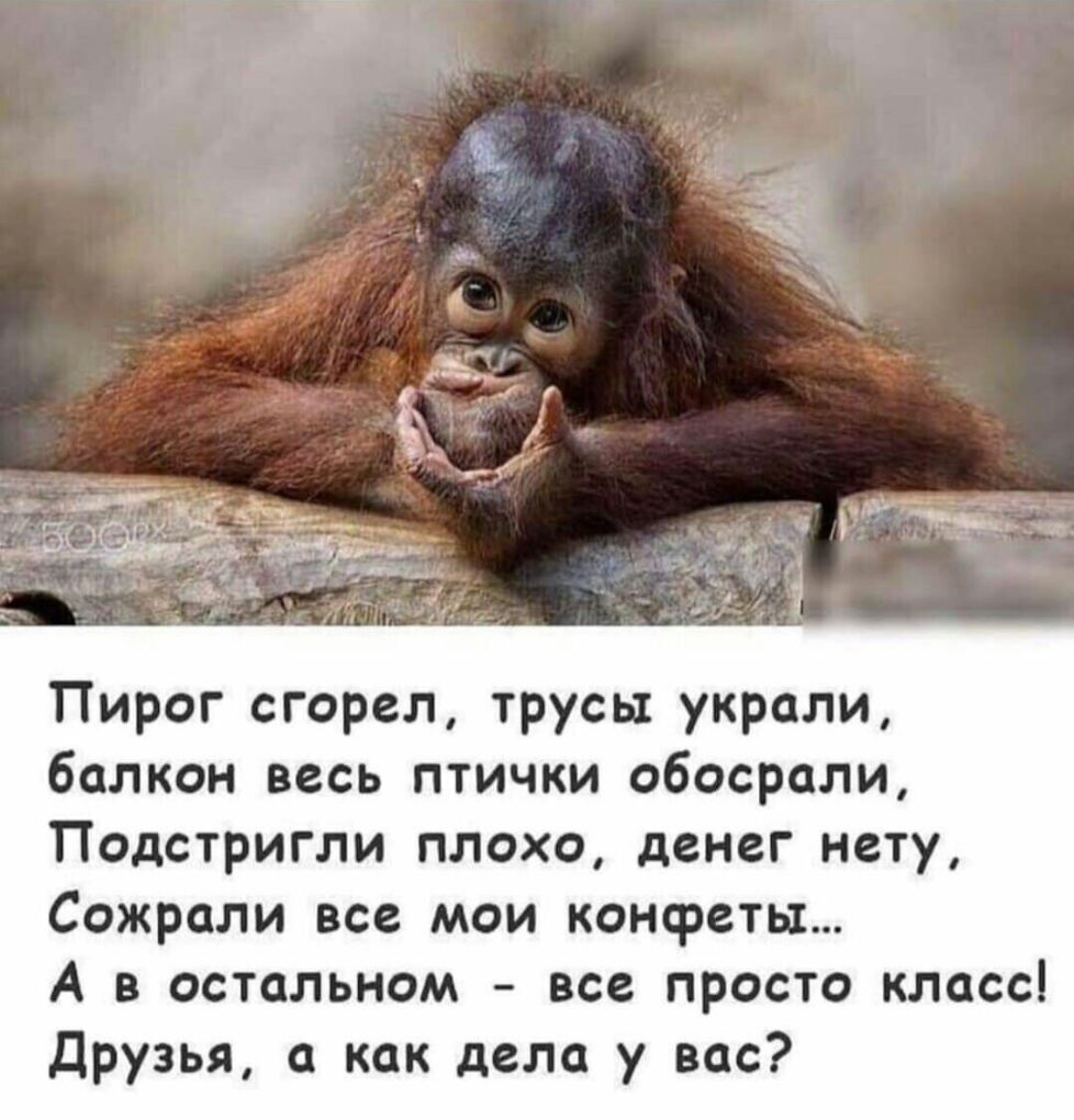 Пирог сгорел трусы украли балкон весь птички обосрали Подстригли плохо денег нету Сожроли все мои конфеты А в остальном все просто класс Друзья 0 как дела у вас