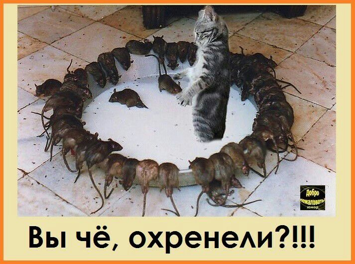 Вы чё охренеАи