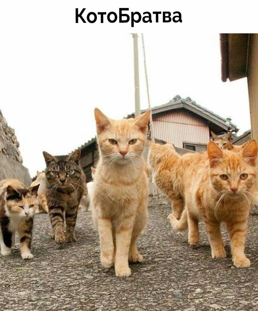 КотоБратва
