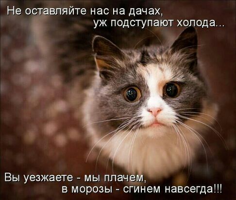 Ное ЯЙТе нас на дачах уж подступают холода Вы уезжаете мы плача в морозы сгинем навсегда