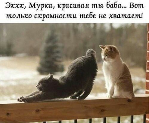Эххх Мурка красивая ты Баба Вот только скромности тебе не хватает