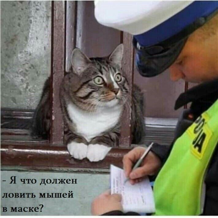 Я что должен ловить мышей в маске